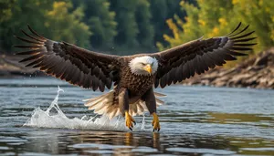 Predator eagle with piercing eye in flight