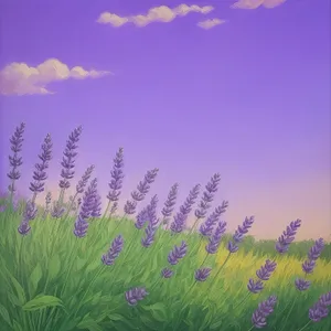 Vibrant Lavender Field under Purple Sky