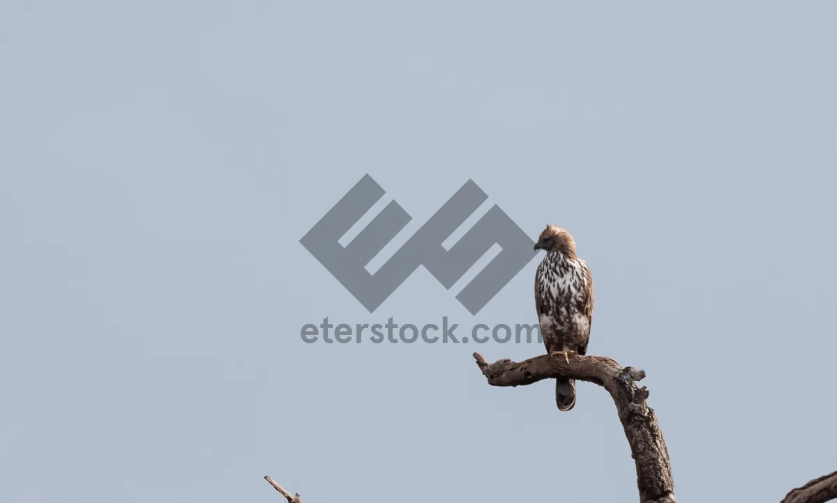 Picture of Graceful Predator in Flight - Bird of Prey