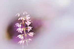 Pink maple branch with blooming flowers in garden.