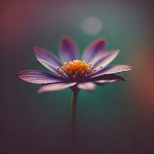 Blooming Daisy Petals in a Vibrant Garden