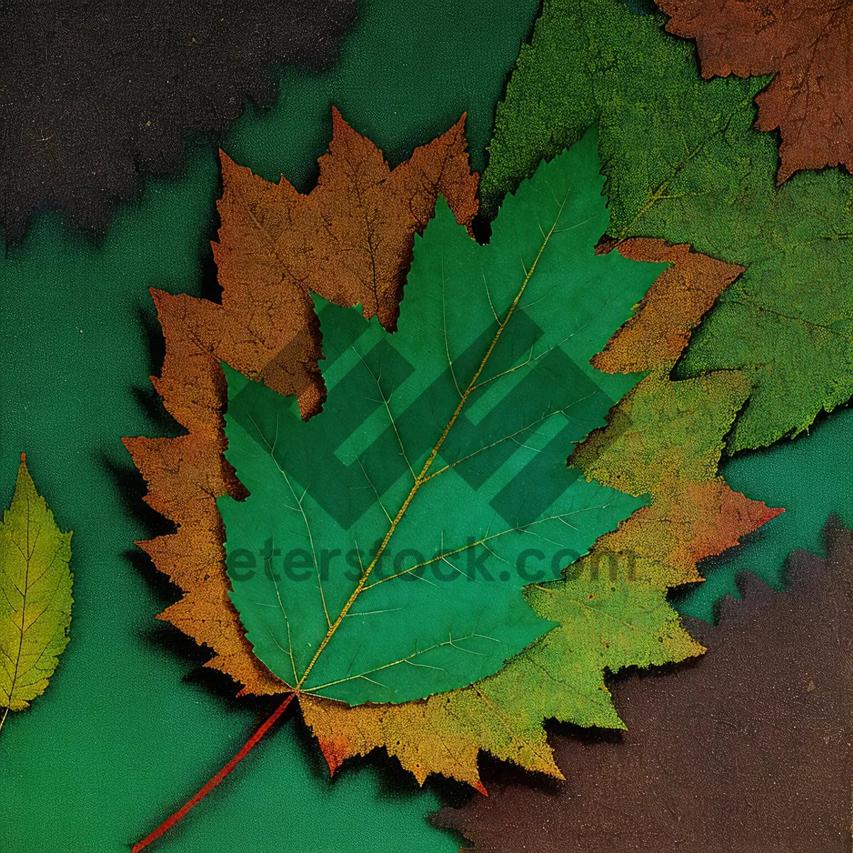 Picture of Vibrant Autumn Maple Leaves in Forest