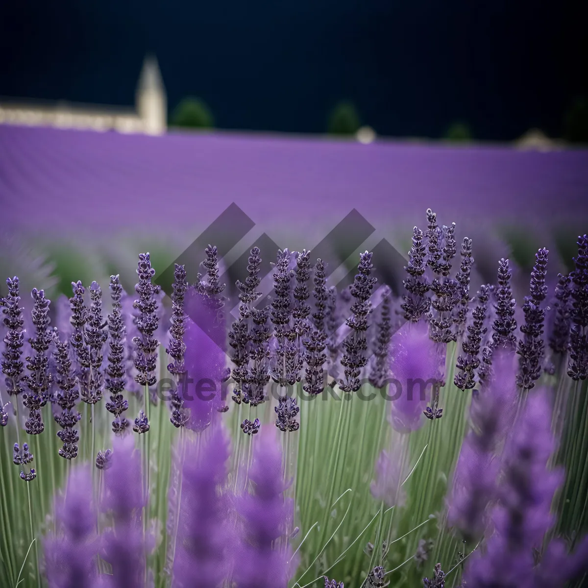 Picture of Lavender Blooming in Countryside Field