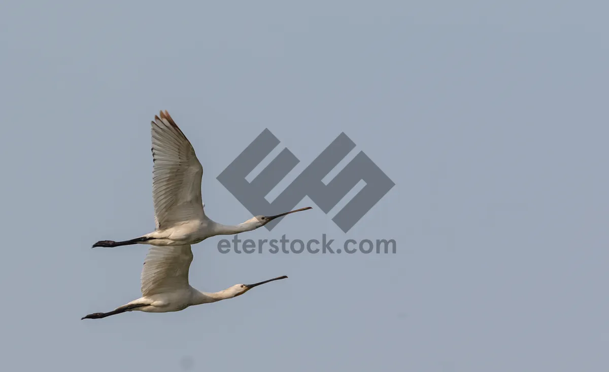 Picture of Pelican soaring above the sea with wings spread wide