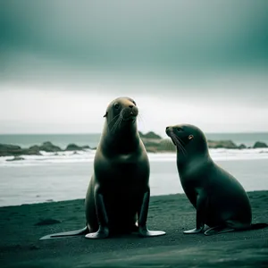 Marine Majesty: Seaside Eared Seal Basking in Arctic Waters