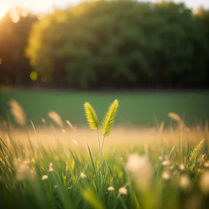 Golden Wheat Field Under Sunny Summer Sky