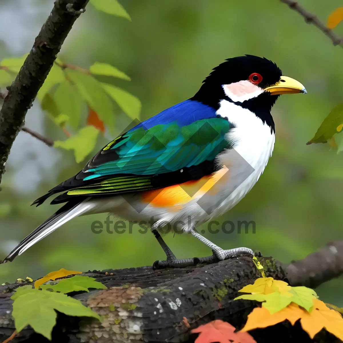 Picture of Cute Cuckoo Perched on Branch, Admiring Surrounding Nature