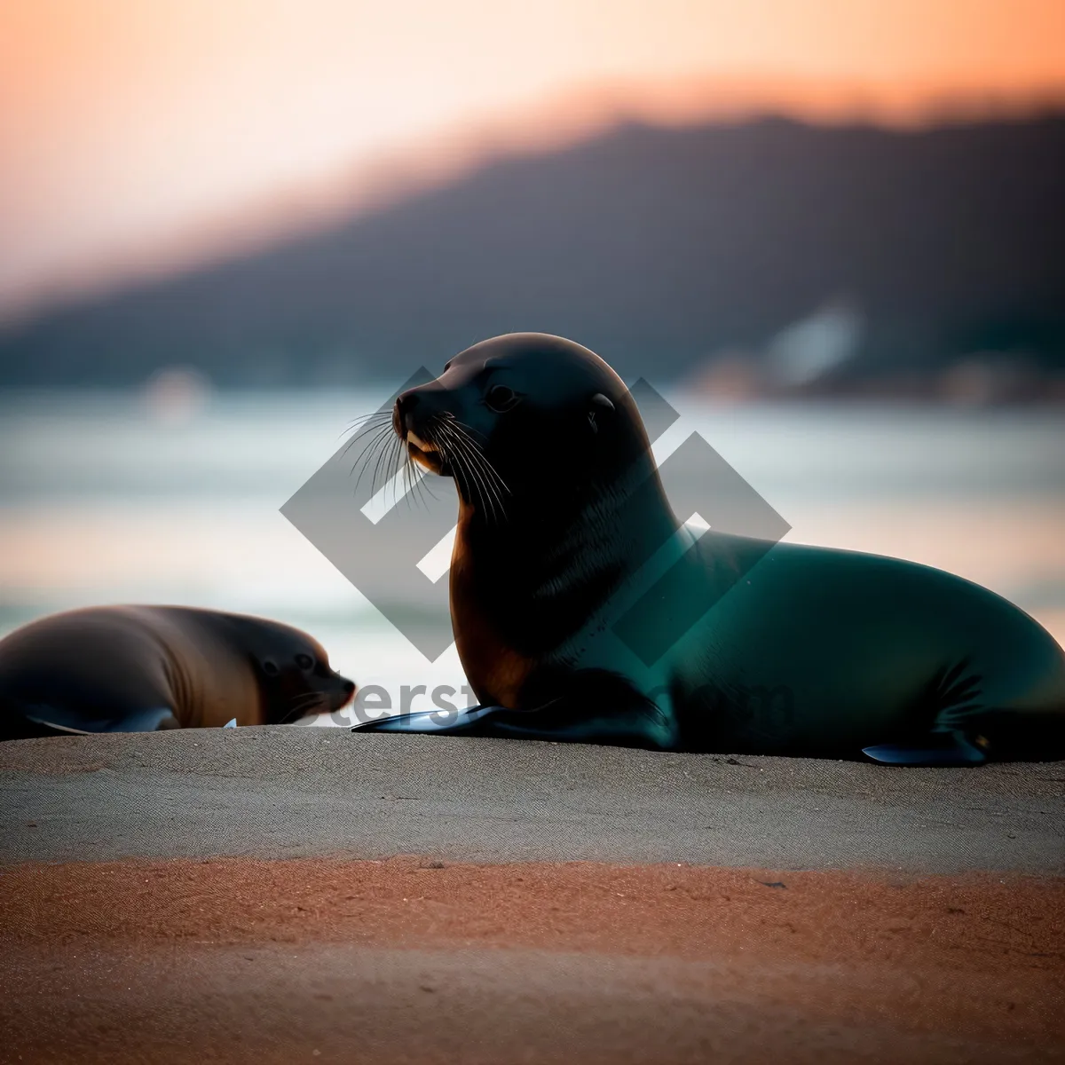 Picture of Seal lounging on sandy beach by the ocean.