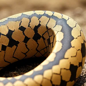 King Snake coiled around sports ball