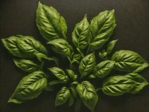 Organic fresh basil leaves for cooking seasoning.