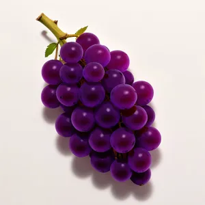 Fresh and Juicy Berry Wine Grapes in Vineyard