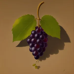 Juicy Fresh Grapes and Sweet Cherries