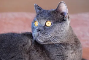 Cute Tabby Kitten with Gray Whiskers Playing Joyfully