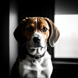 Adorable Boxer Puppy with Pedigreed Black Coat