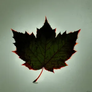 Vibrant Maple Leaf in Autumn