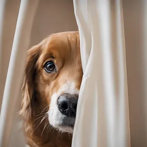 Cute Cocker Spaniel Puppy in Studio Portrait Shot