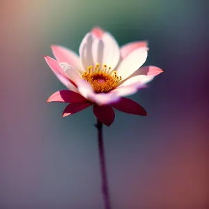 Pretty in Pink: Lotus Blossom with Vibrant Petals