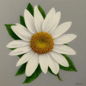 Vibrant Yellow Daisy in Blooming Meadow