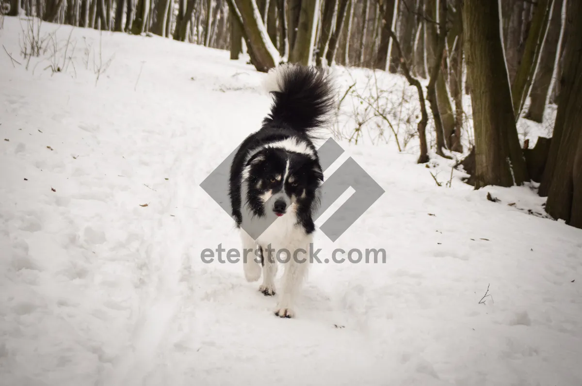 Picture of Adorable Border Collie puppy, perfect loyal friend