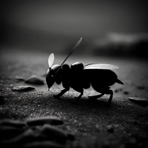 Black Cricket Close-Up: Insect Arthropod Bug