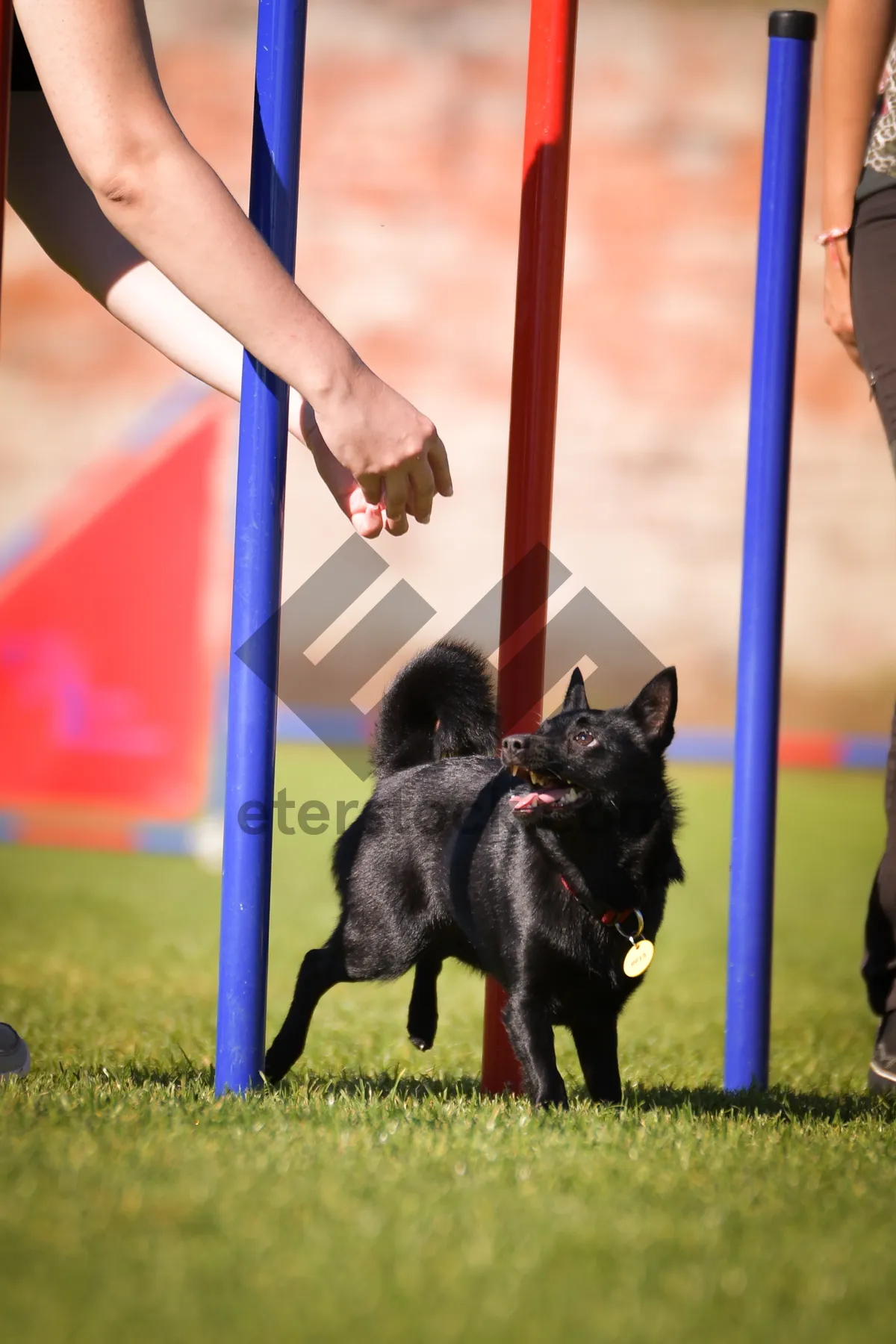 Picture of Dog is running slalom on his agility training on agility summer camp czech agility slalom.