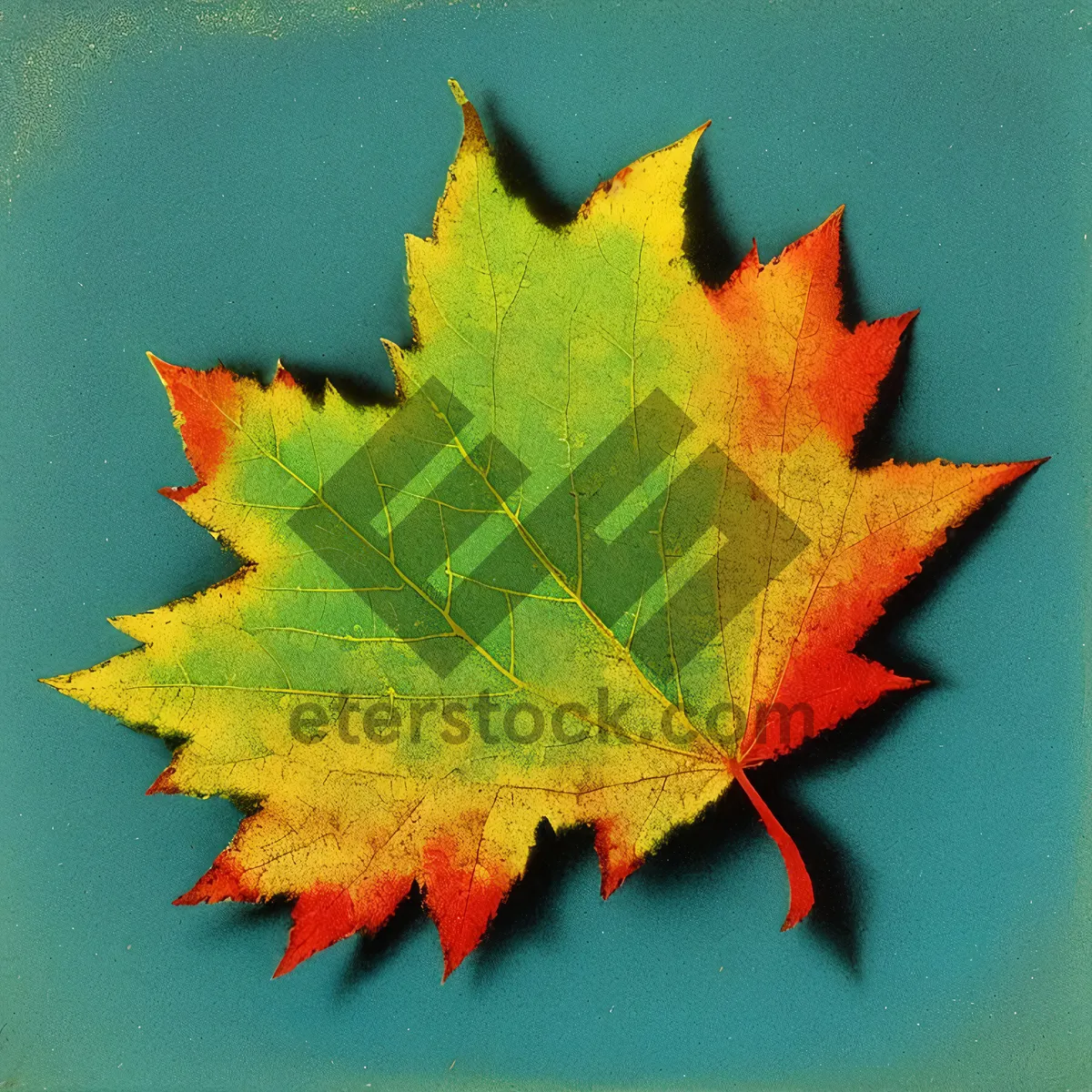 Picture of Vibrant Fall Foliage in Maple and Oak Trees