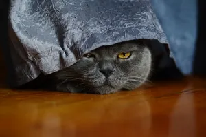 Furry gray cat with captivating eyes and whiskers