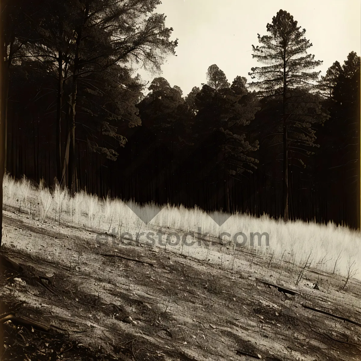 Picture of Winter Wonderland: Serene Snowy Forest Landscape