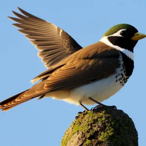 Lively Starling with Beautiful Feathers and Vibrant Wings