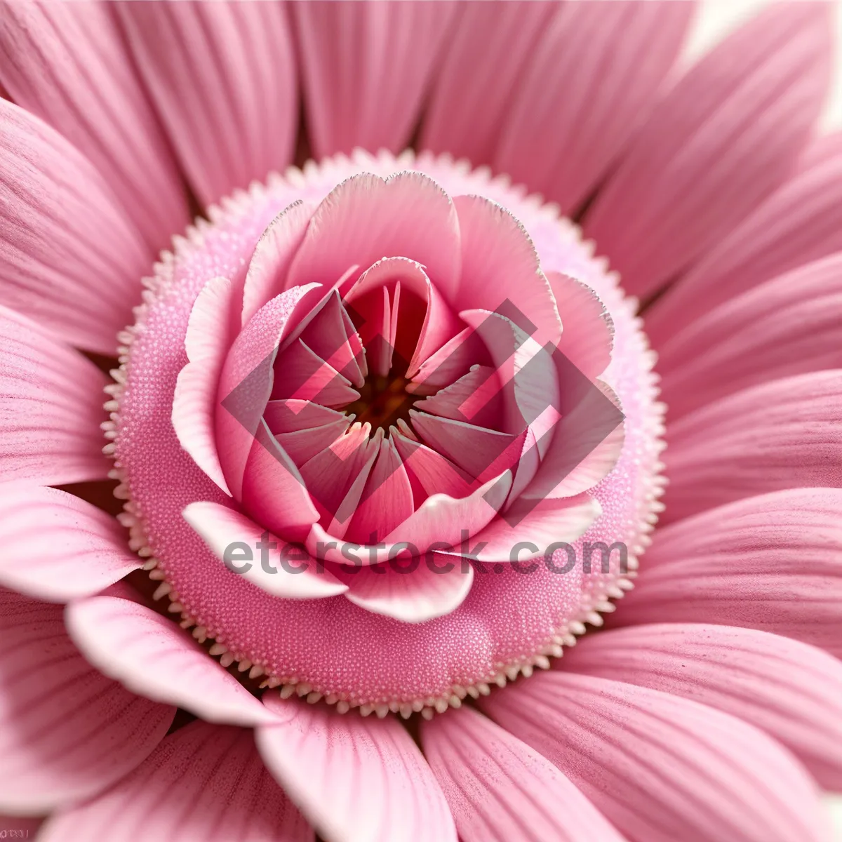 Picture of Pretty Pink Petal - Delicate Daisy Blossom in Full Bloom