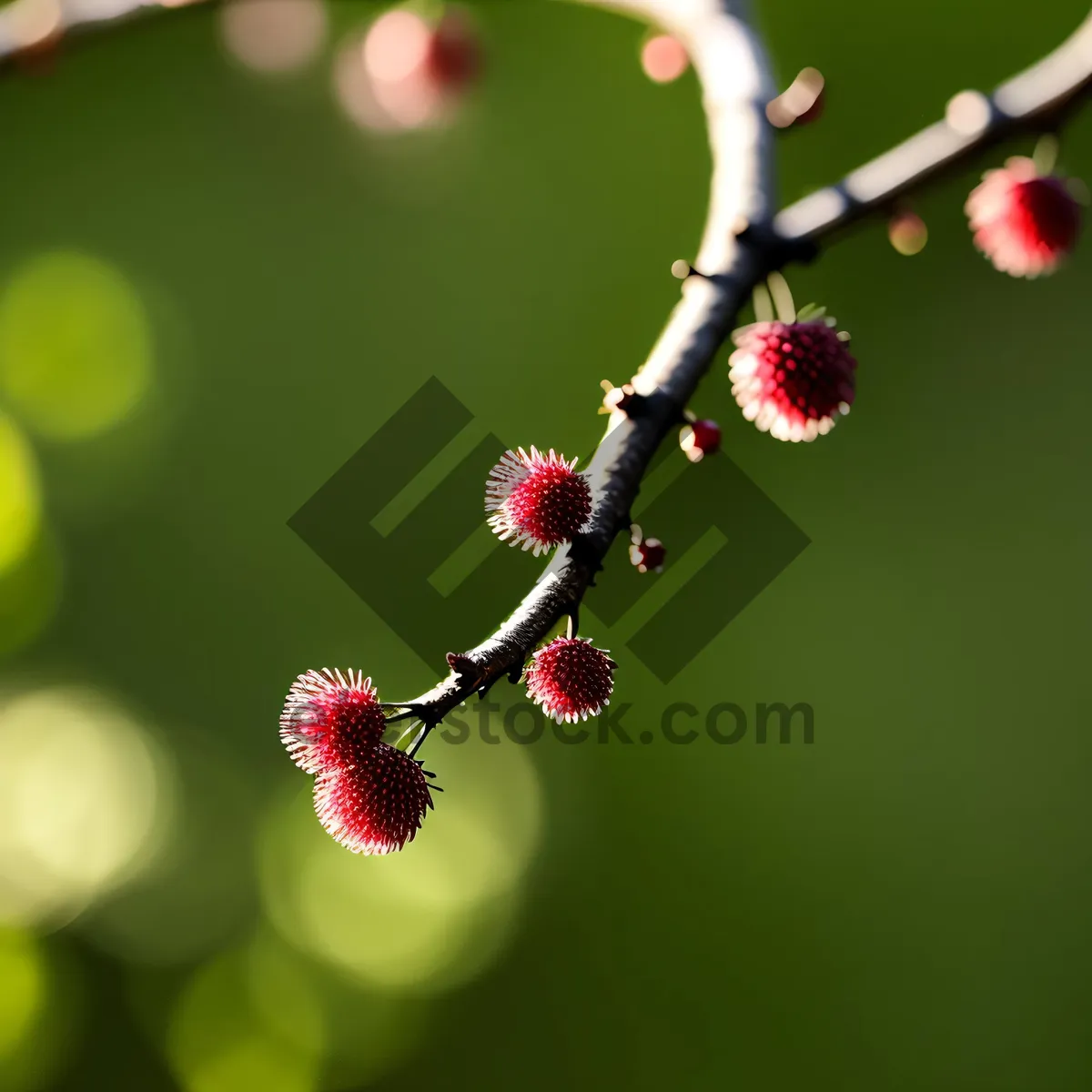 Picture of Juicy Berry Medley: Raspberry, Strawberry, Currant, Mulberry