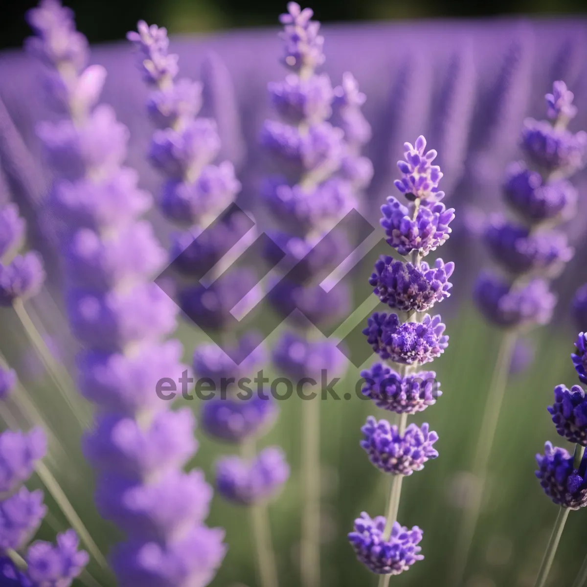 Picture of Lavender Garden Bloom: Fragrant Herbal Flowers in Blooming Field
