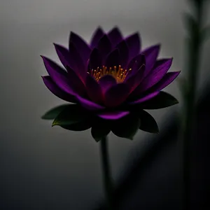 Pink Lotus Blossom in Blooming Garden