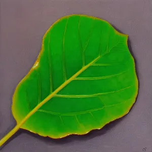 Vibrant Taro Leaf in Natural Light