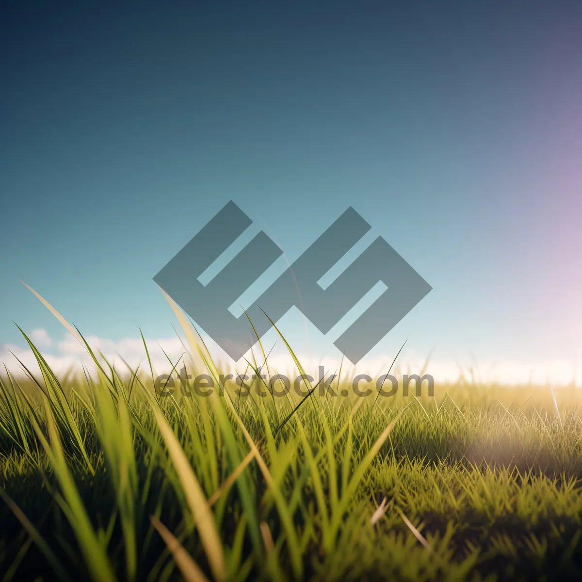 Picture of Bountiful Wheat Field in Bright Summertime Sky