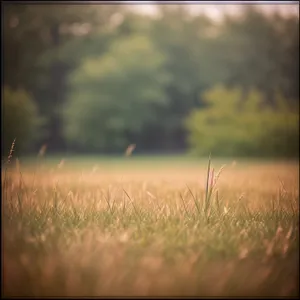 Golden Wheat Field under Idyllic Summer Sunset