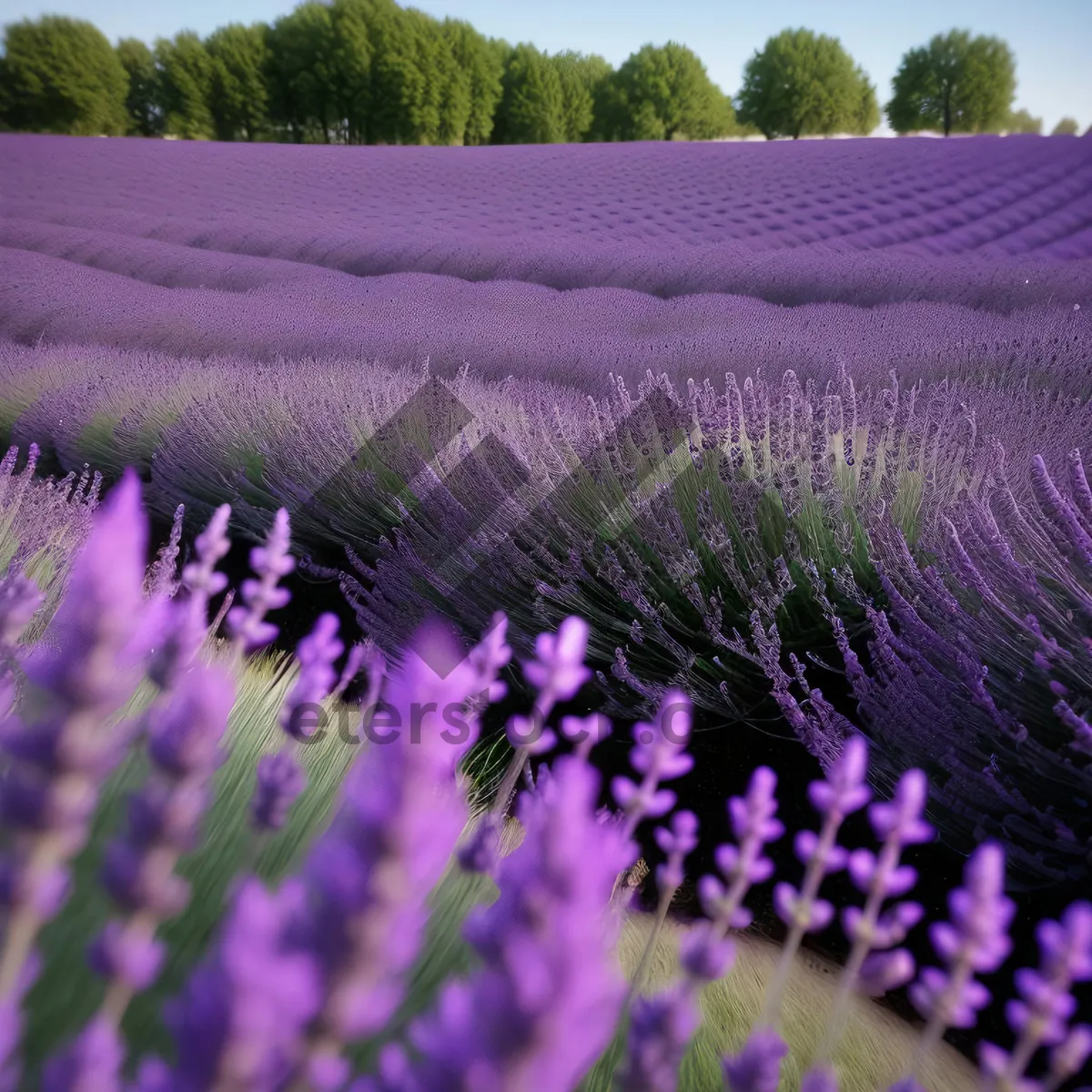 Picture of Lavender Shrub in Rural Field: Fragrant Purple Flowers