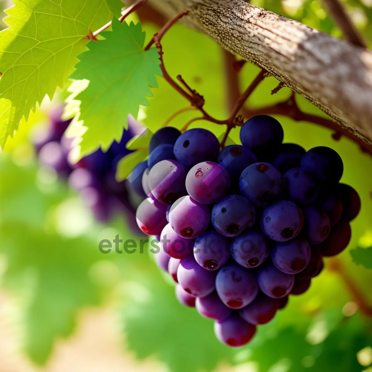 Picture of Vibrant Harvest: Organic, Ripe Grape Cluster in a Farming Valley