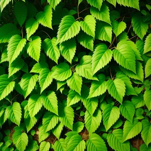 Vibrant Maple Leaf in Sunlit Forest