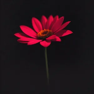 Vibrant Pink Daisy Blossom in Full Bloom