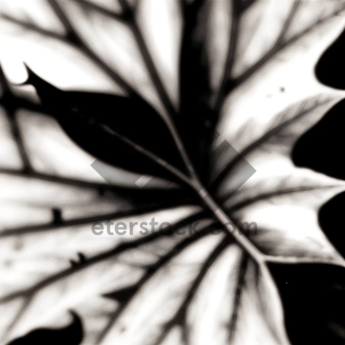 Picture of Desert Agave: Vascular Plant with Unique Texture