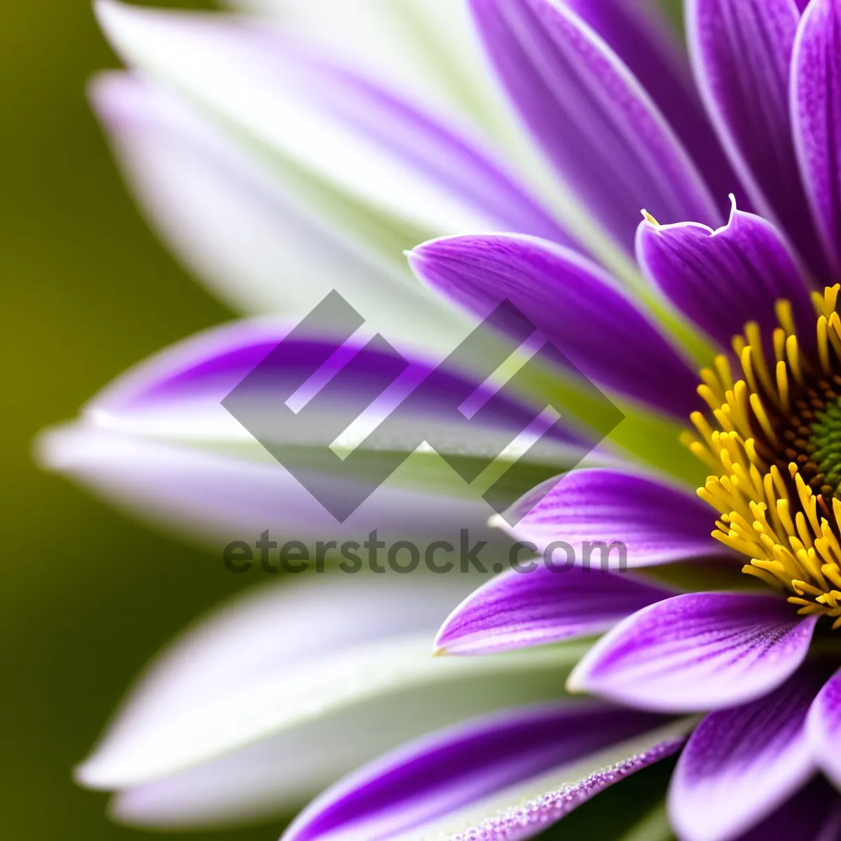 Picture of Blooming Pink Daisy, Close-Up Floral Beauty
