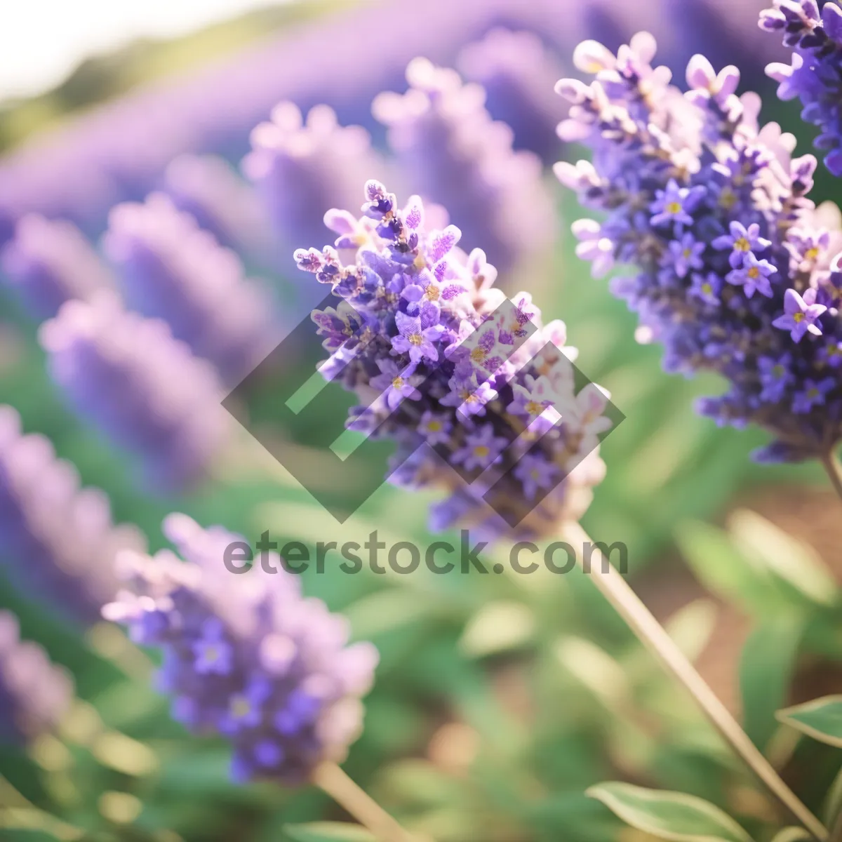 Picture of Purple Blooming Lupine in Garden Field