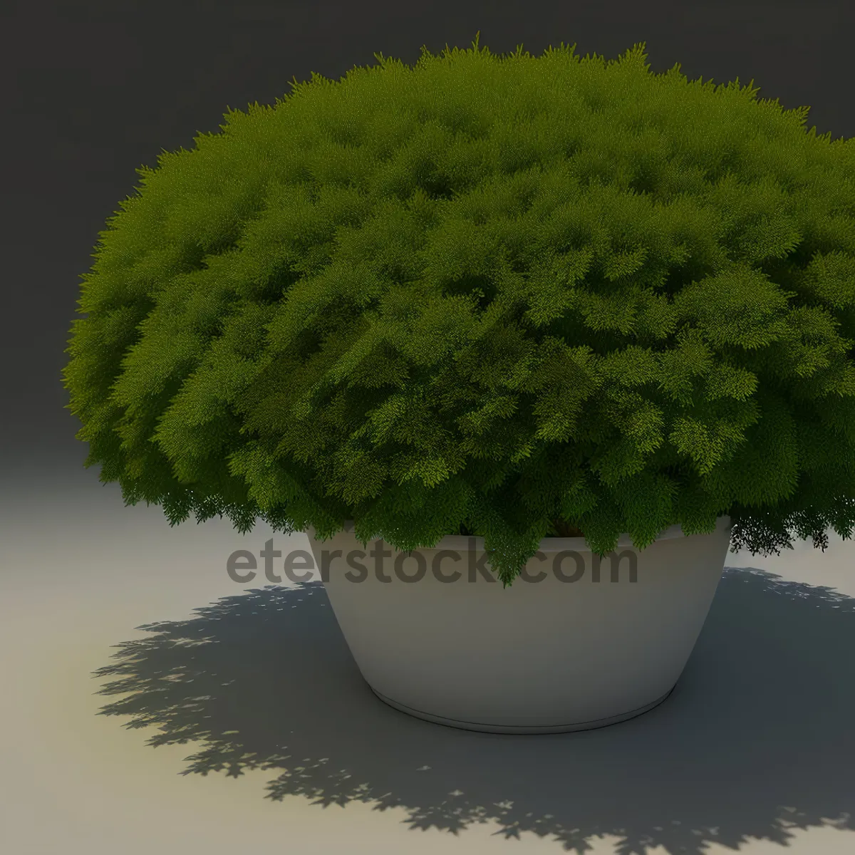 Picture of Fresh Broccoli in Plant Pot - Natural Vascular Herb