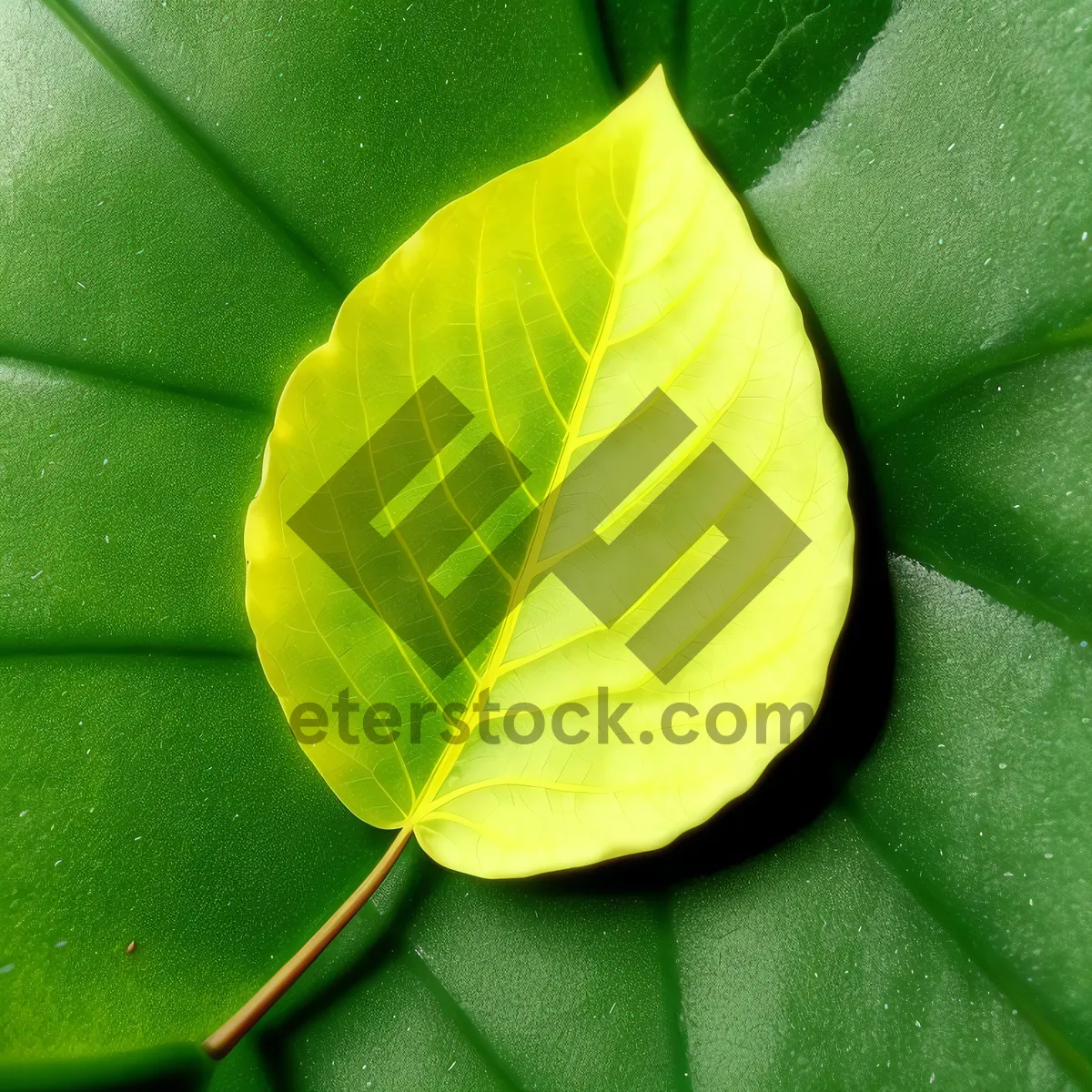 Picture of Vibrant Spring Foliage: Wild Ginger Leaves in a Colorful Fractal Pattern