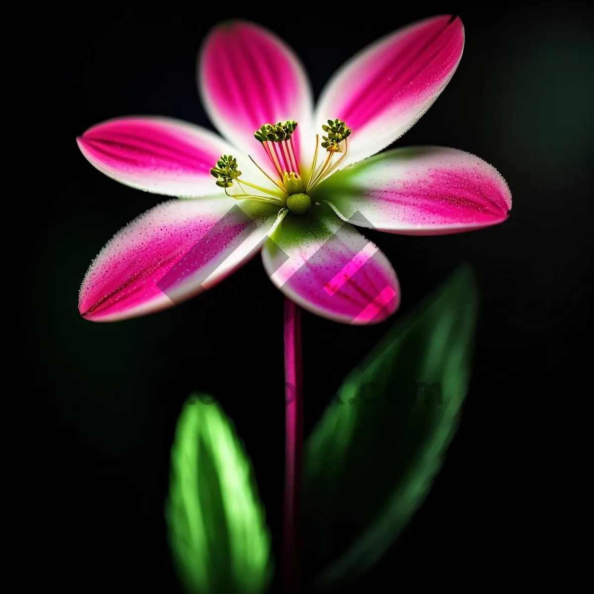 Picture of Vibrant Spring Blossoms in a Garden