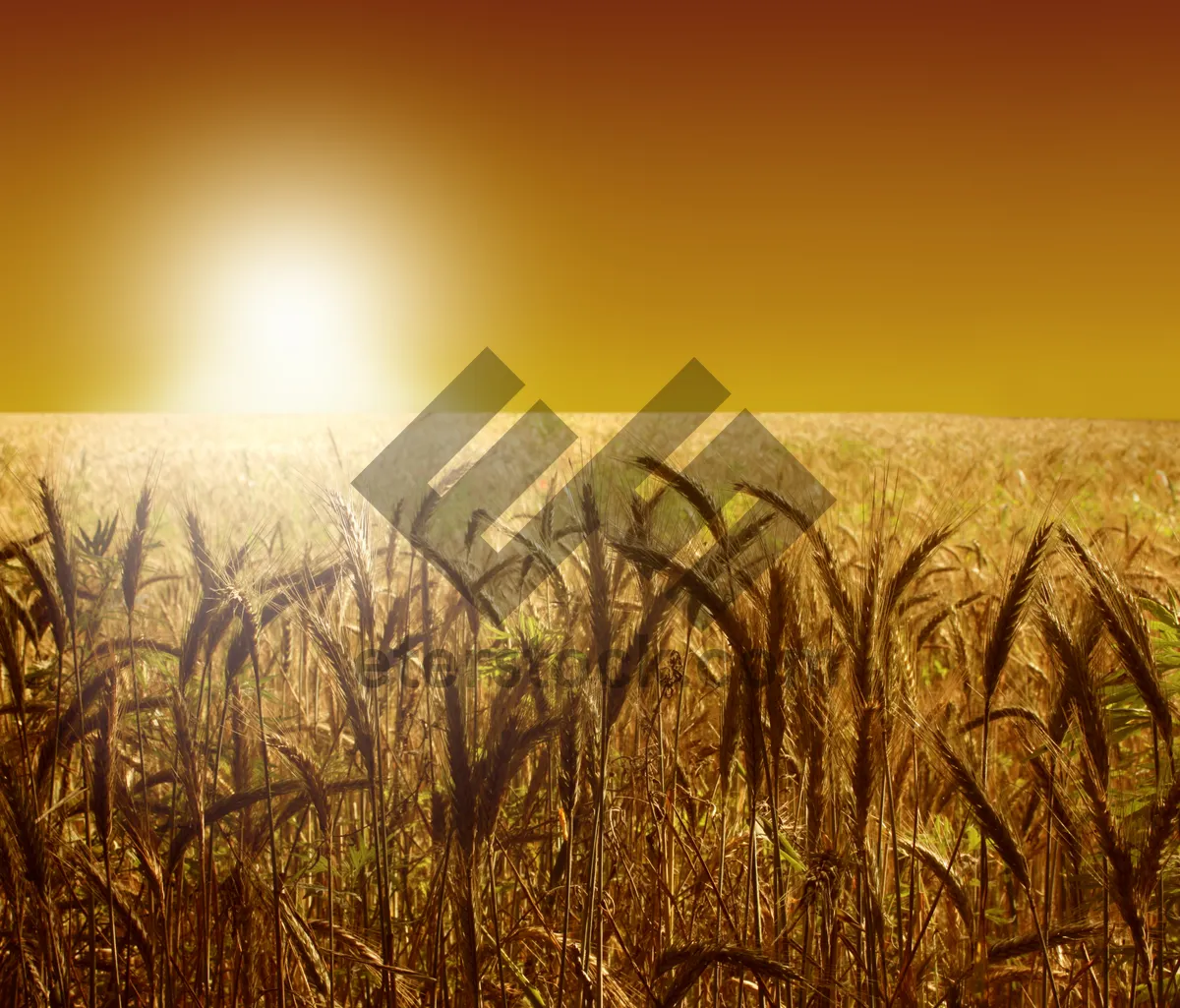 Picture of Golden Wheat Field Under Autumn Sky.