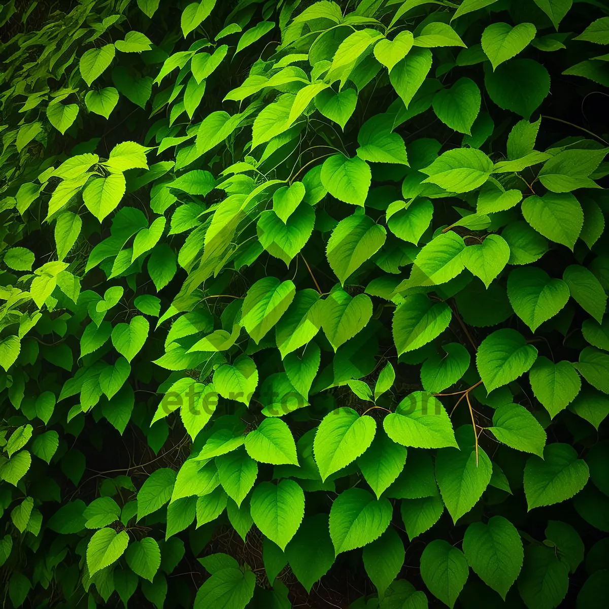 Picture of Bright Woody Tree Leaf in Lush Summer Forest