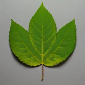 Vibrant Wild Ginger: Refreshing Organic Leaf Closeup