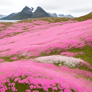 Vibrant Moss Pink Blooming in Colorful Field